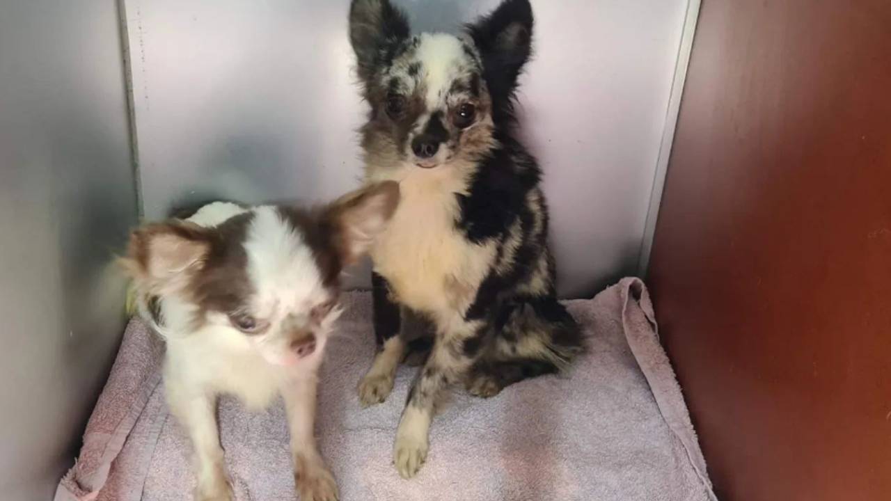 Twee van de dertien honden (Foto: Dierenpolitie).