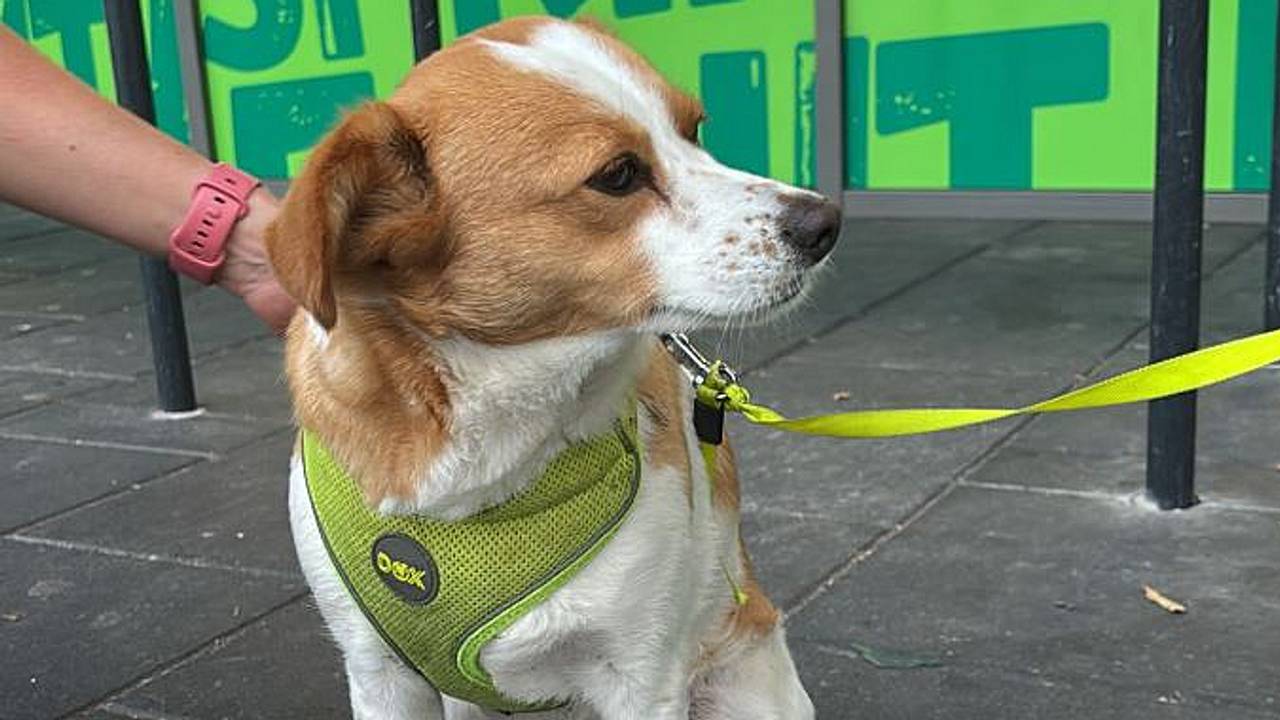 Wie herkent deze hond?