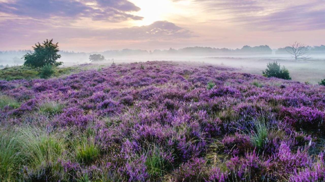 Prachtige paarse heide bloeit als nooit tevoren: ‘Zo ontzettend mooi