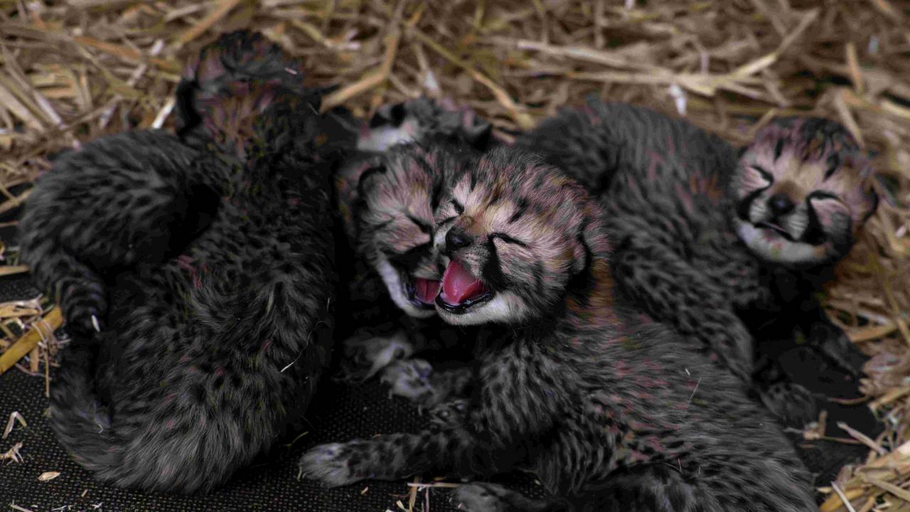 Het derde nestje cheeta's van Europa dit jaar (foto: Beekse Bergen / Mariska Vermij – van Dijk).
