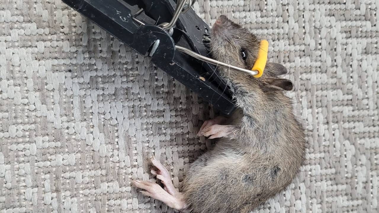 Een gevangen rat (foto: Eigen beeld).