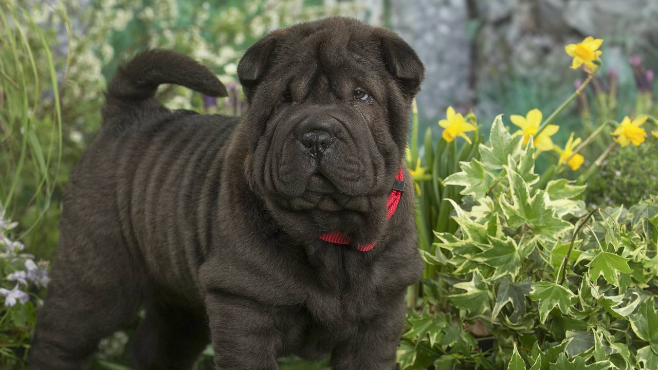Een puppy van het ras Shar-Pei waar huidplooien voor medische problemen kunnen zorgen (foto: ANP).