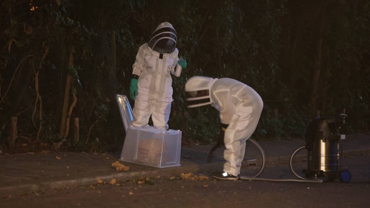 Schrik in woonwijk: groot nest Aziatische hoornaars valt op stoep
