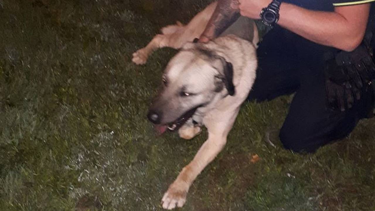 Deze Turkse herder maakte de Midden-Brabantweg onveilig. (Foto: Politie Waalwijk / Facebook)