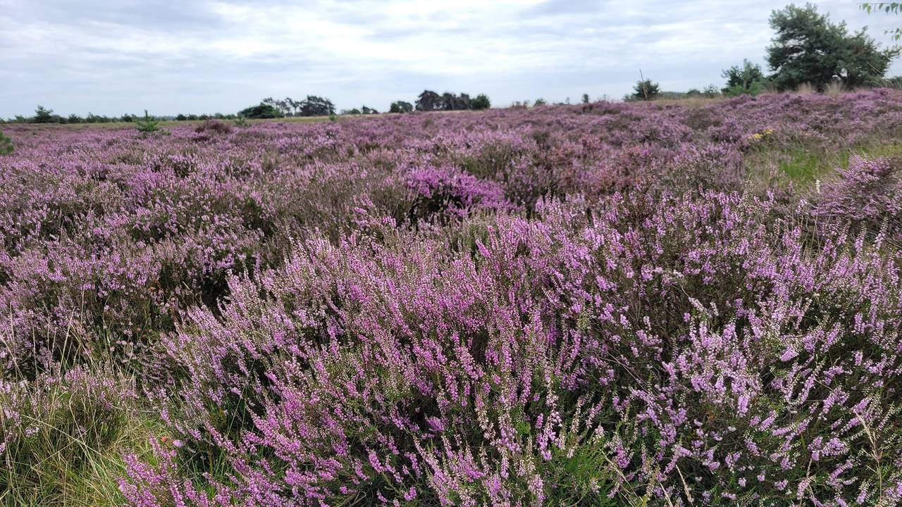 De Strabrechtse Heide valt binnen het Natuurnetwerk Nederland (foto: Shyamen Bollen).