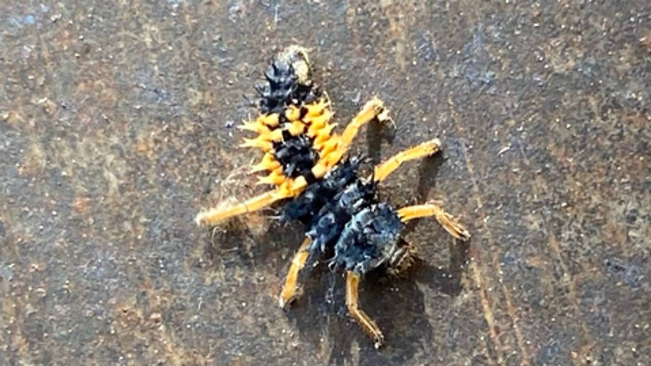 Larve van een Aziatisch lieveheersbeestje (foto: Frank Verhaaren).