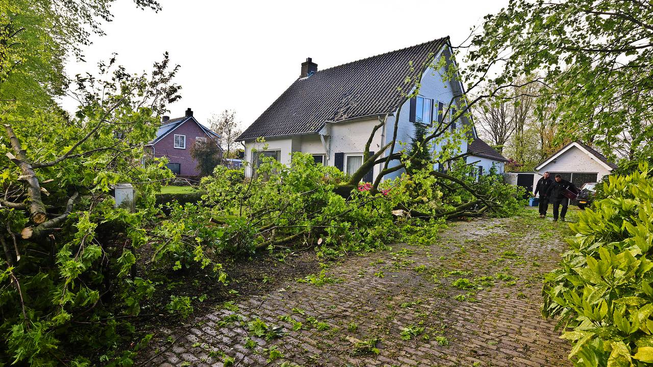Drie bomen omgewaaid in Knegsel (foto: Rico Vogels/SQ Vision).