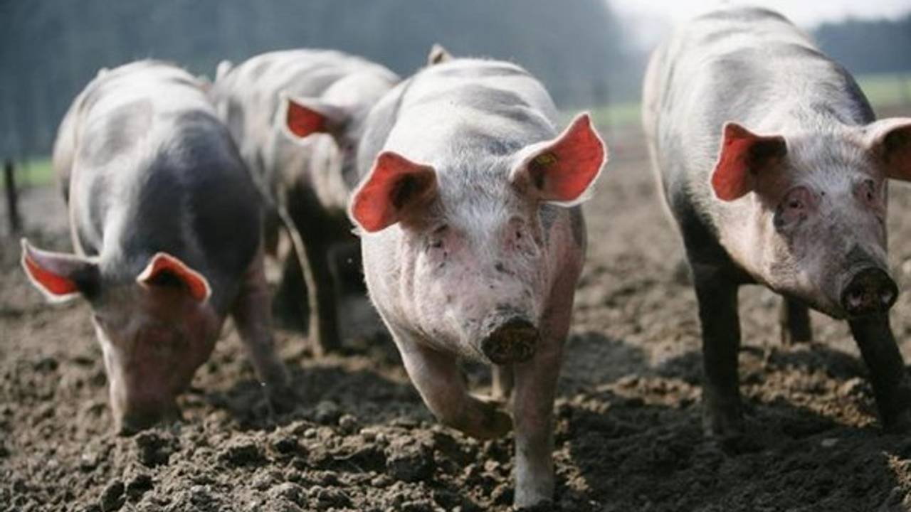 Stikstof van onder meer varkenshouderijen bedreigt de natuur (foto: provincie Brabant).