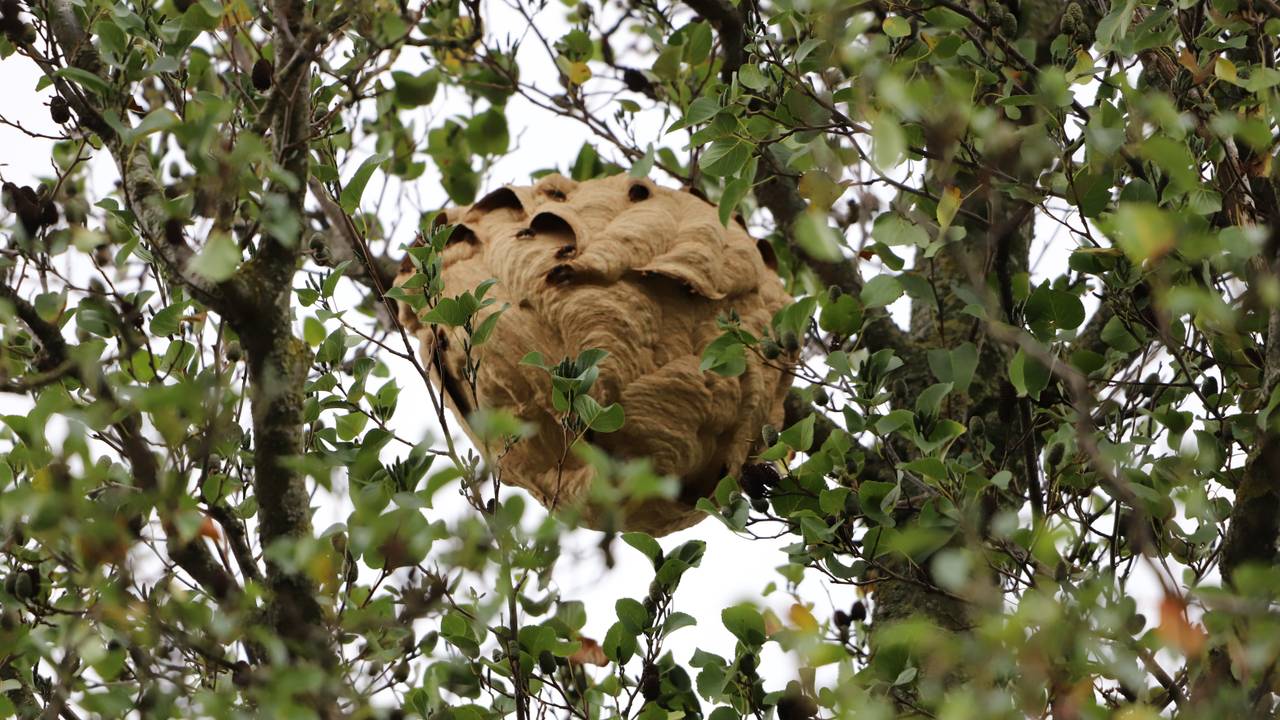 Het nest Aziatische hoornaars in de boom aan de Teisterbantstraat in Empel (foto: Collin Beijk).
