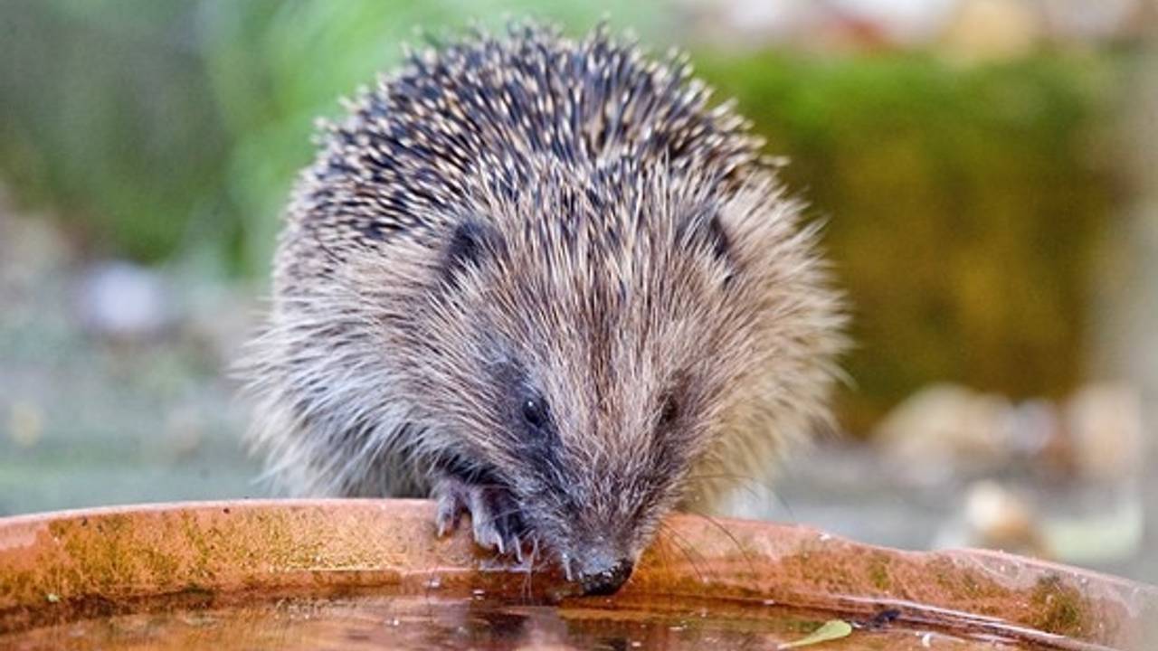 Egel drinkt water (Foto: Egelbescherming Nederland)