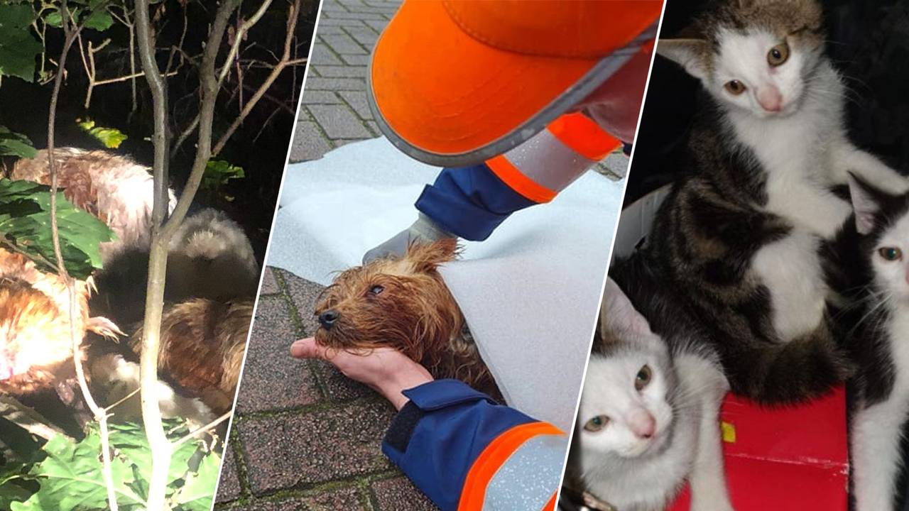 Gedumpte kippen, een hondje en drie katjes.