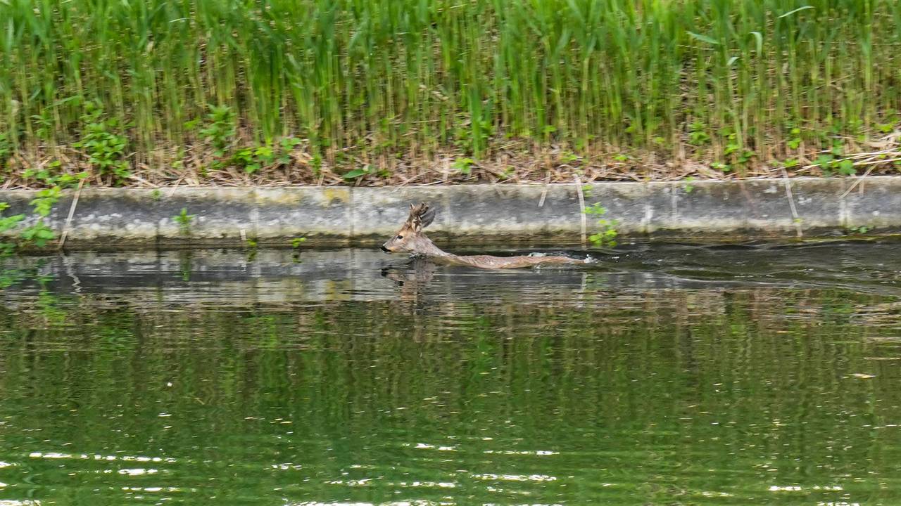 Ree in het kanaal (foto: Harrie Grijseels/Persbureau Heitink).