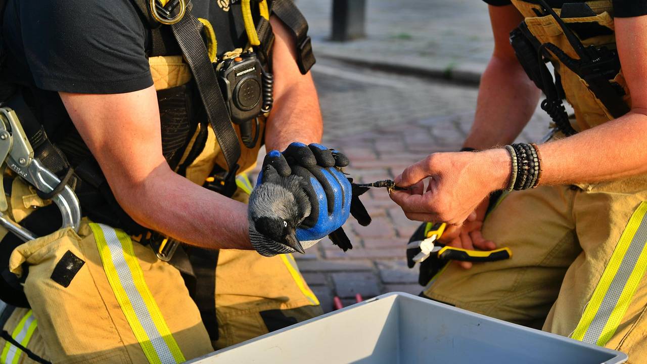 Brandweer knipt kauw uit de boom (foto: Rico Vogels/SQ Vision).