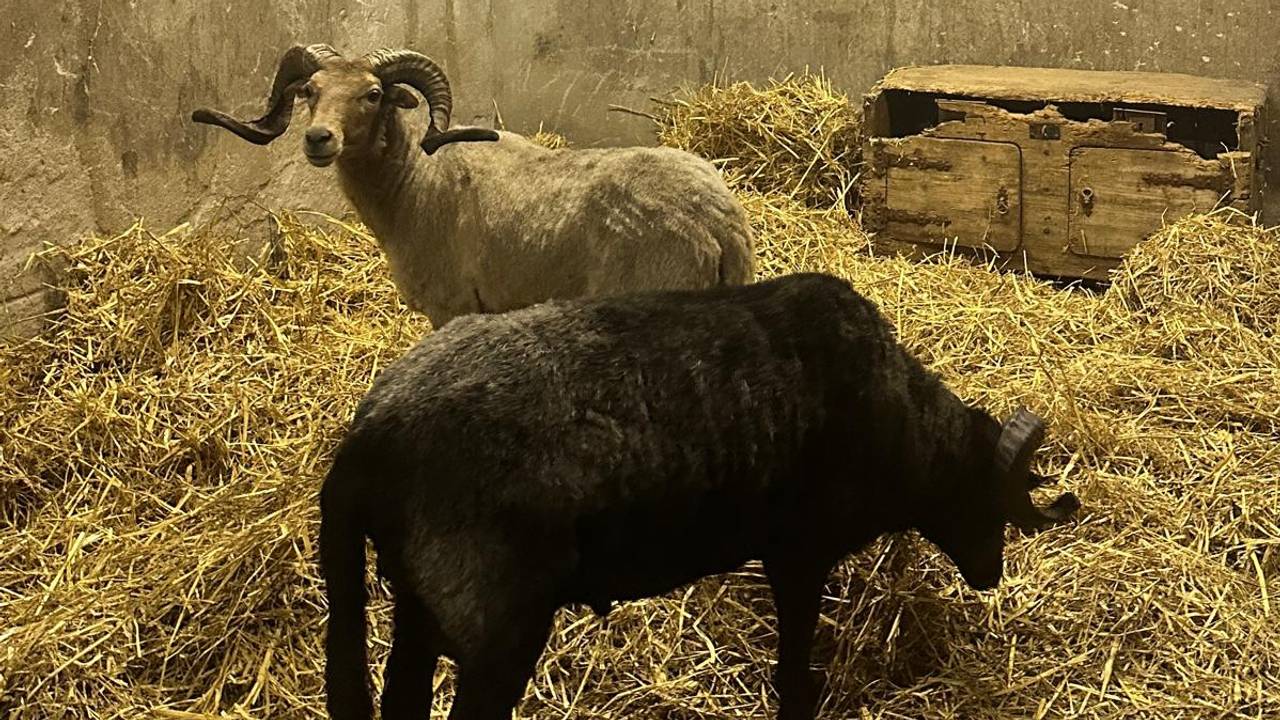 In de schuur waar de schapen verbleven, lag stro (foto: Comité Dierennoodhulp).
