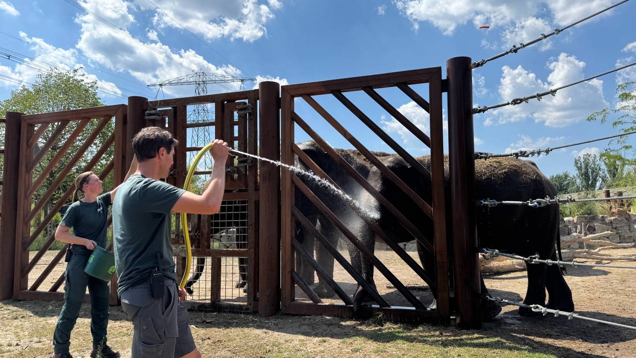 De olifanten werden heerlijk gewassen (foto: Omroep Brabant).