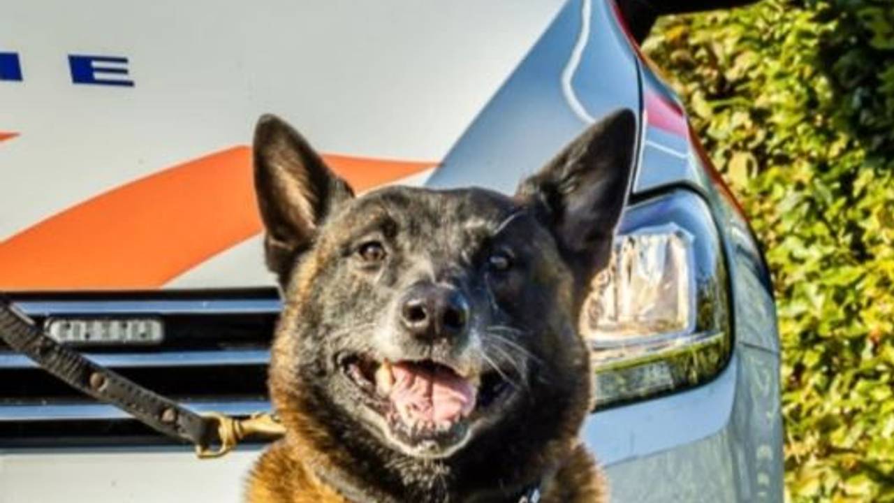 Politiehond Rudy (foto: Instagram politiehonden Zeeland-West-Brabant). 