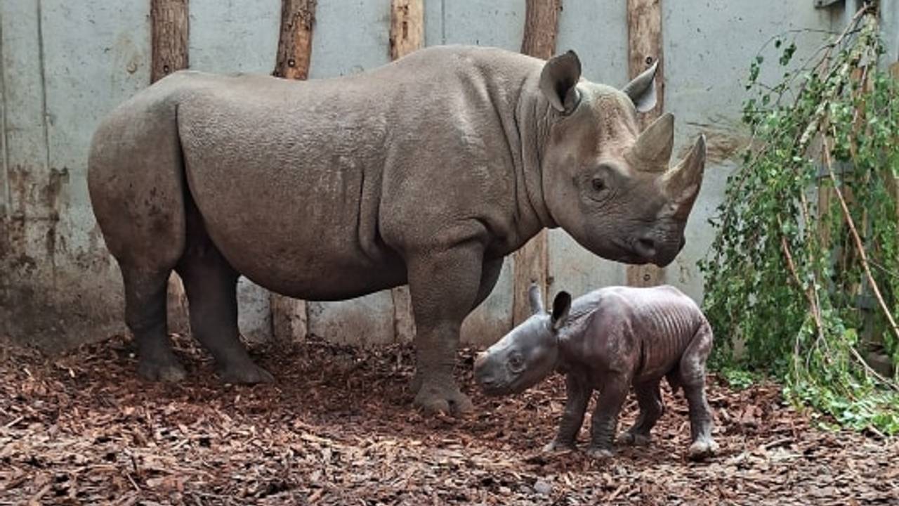 WEB_HOR_PUNTLIPNEUSHOORN_2