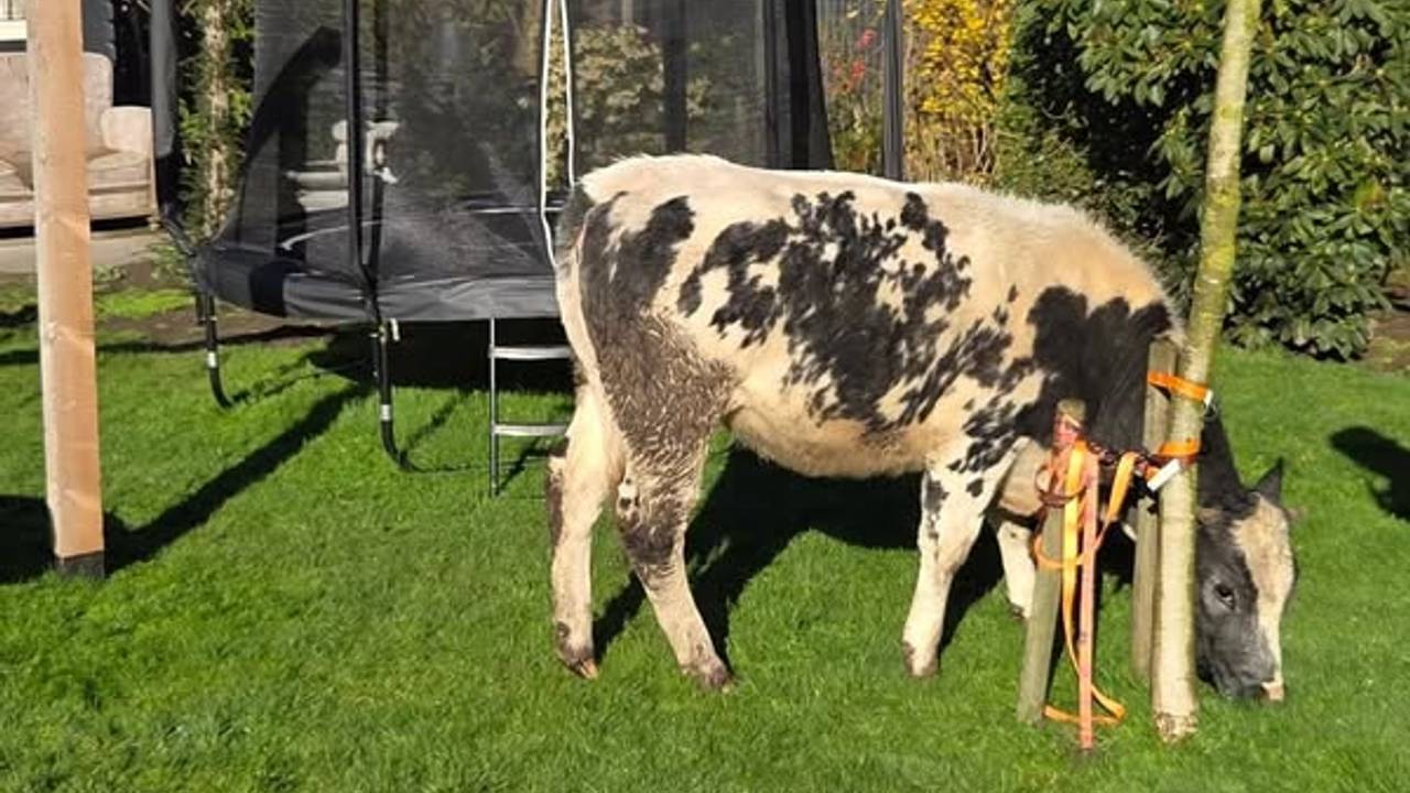 Het dier liep te grazen in de achtertuin van de nietsvermoedende bewoners. (Foto: Facebook / Politie Waalwijk - Loon op Zan