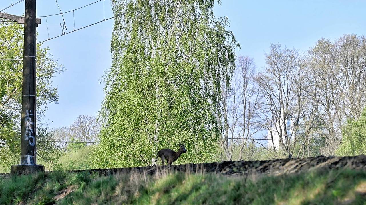 Foto: Toby de Kort/Persbureau Heitink