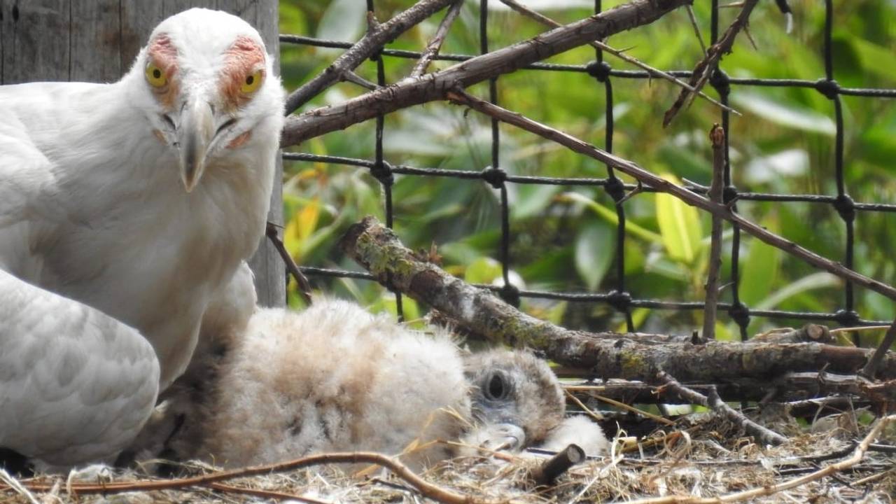 Het palmgiertje dat in Overloon 6 weken geleden uit het ei kroop. (Foto: ZooParc Overloon)
