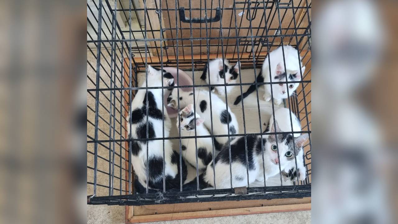 Foto: Politie Roosendaal.