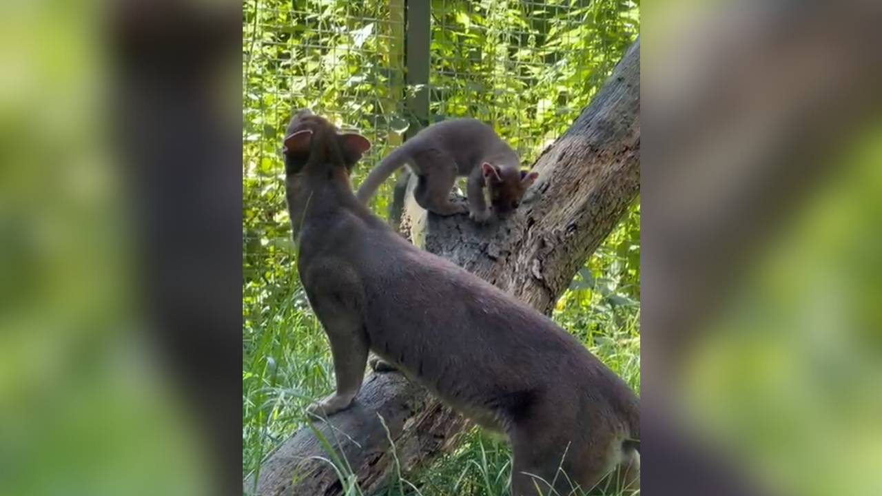 De Fossa geniet samen met zijn moeder van de zon (foto: BestZOO).