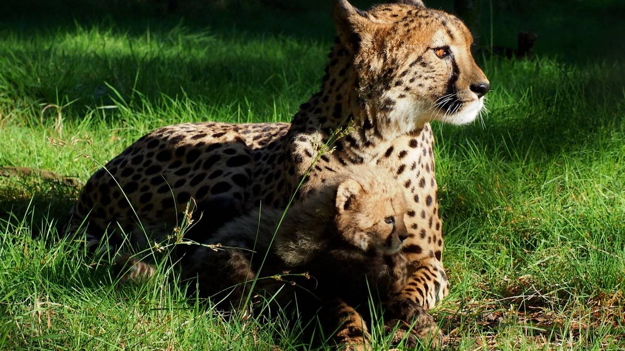 Op Safari