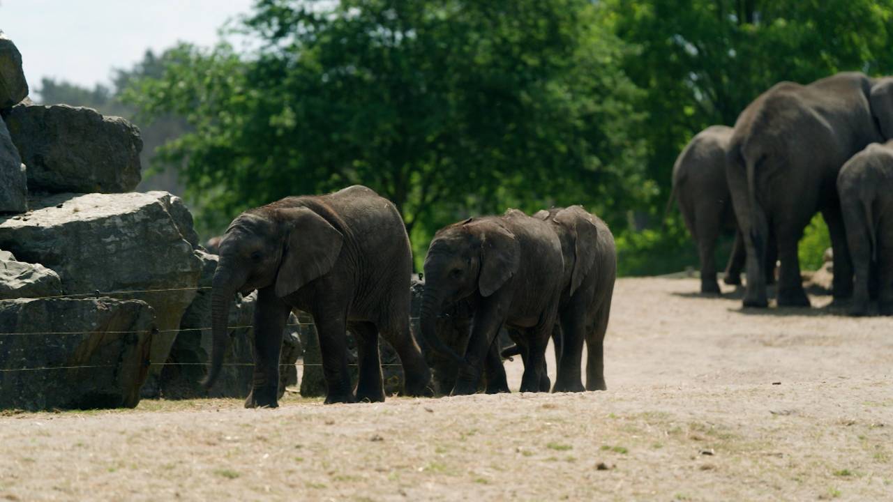 Op Safari