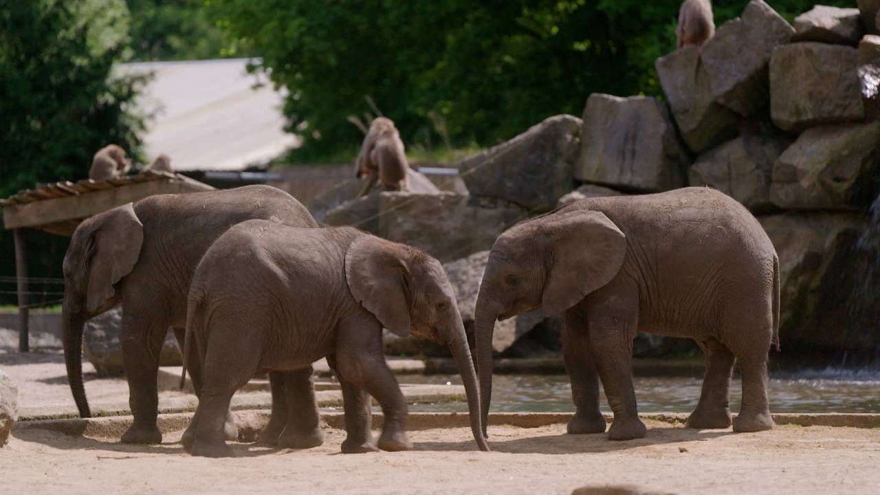 Op Safari