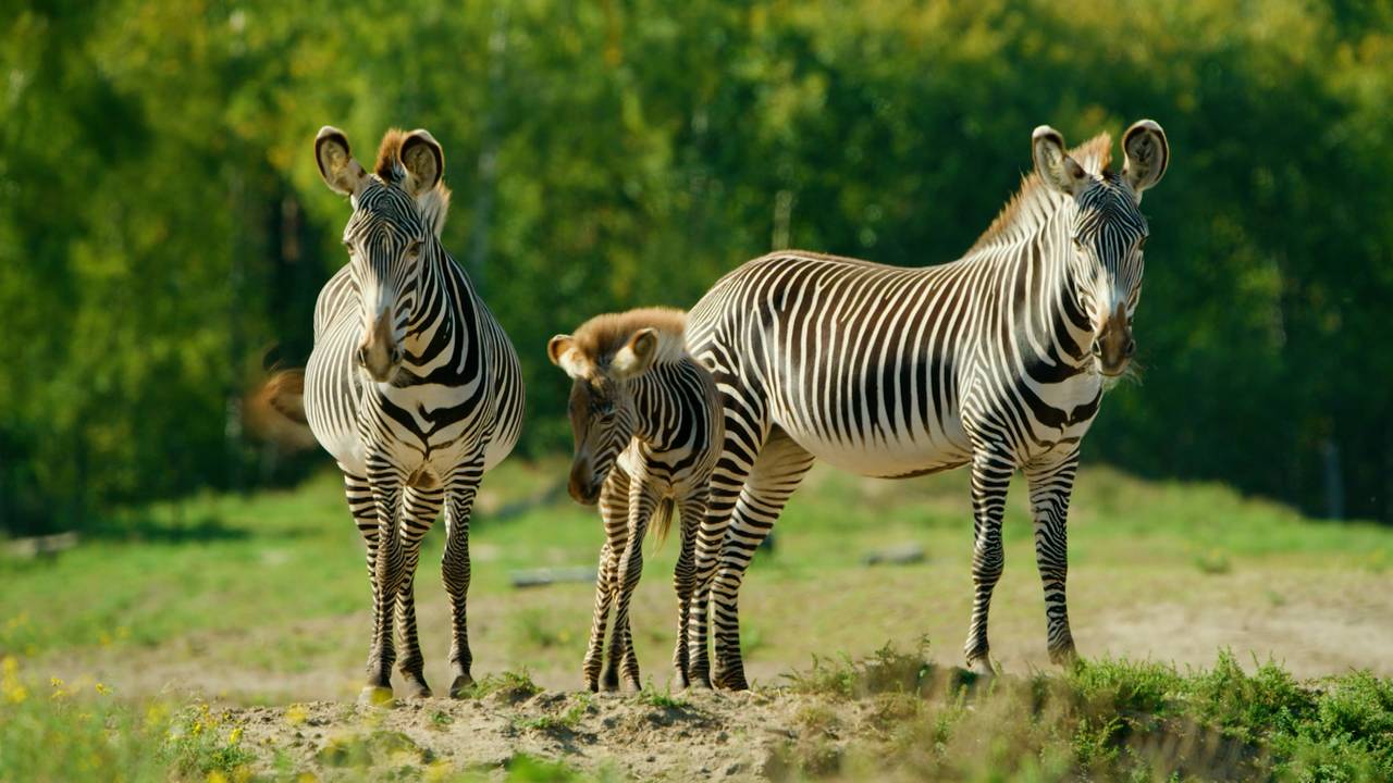 Op Safari