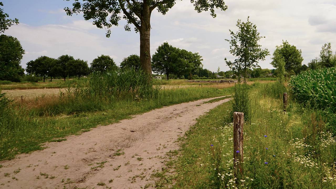 Brabants zandpad, bedreigde schoonheid