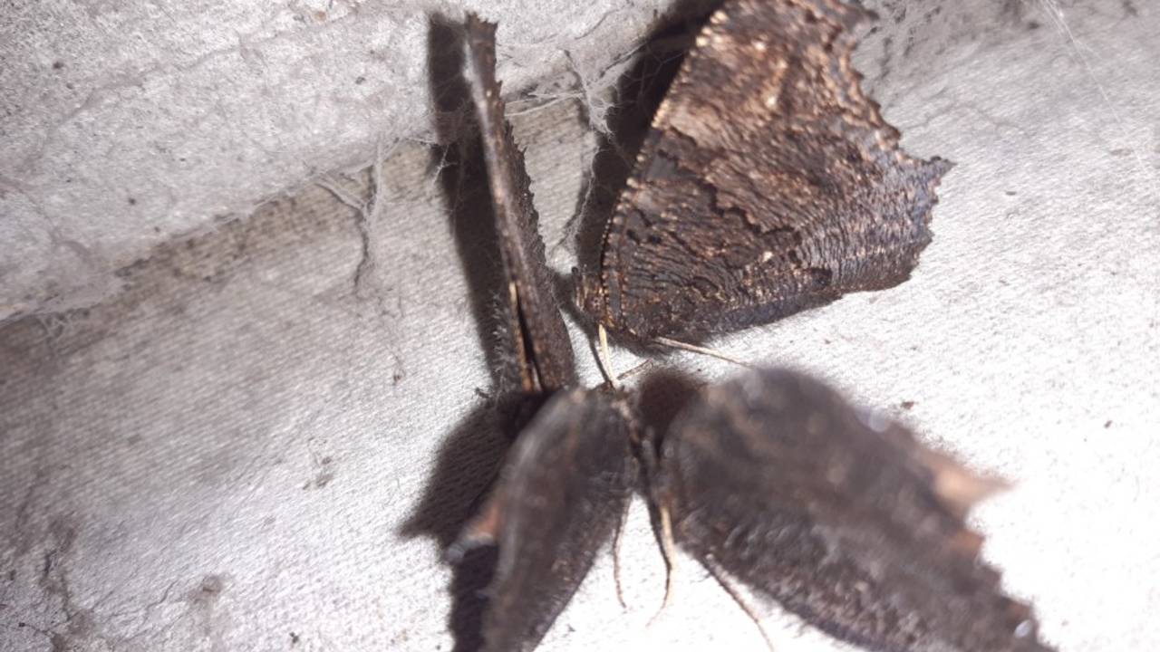 Vier dichtbij elkaar overwinterende dagpauwogen in een kippenhok (foto: Frans Verheijen).