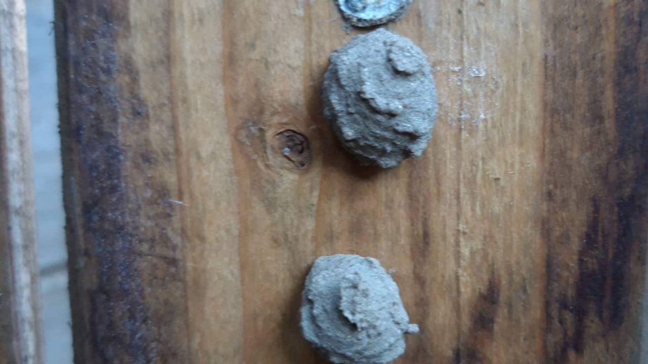 Balletjes van de urntjeswesp (Nel en Bas Sanders).