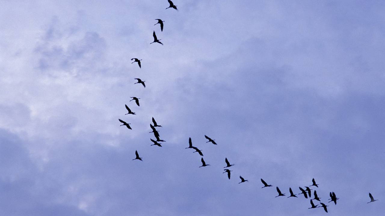 Kraanvogel op trektocht (foto: Saxifraga Mark Zekhuis).