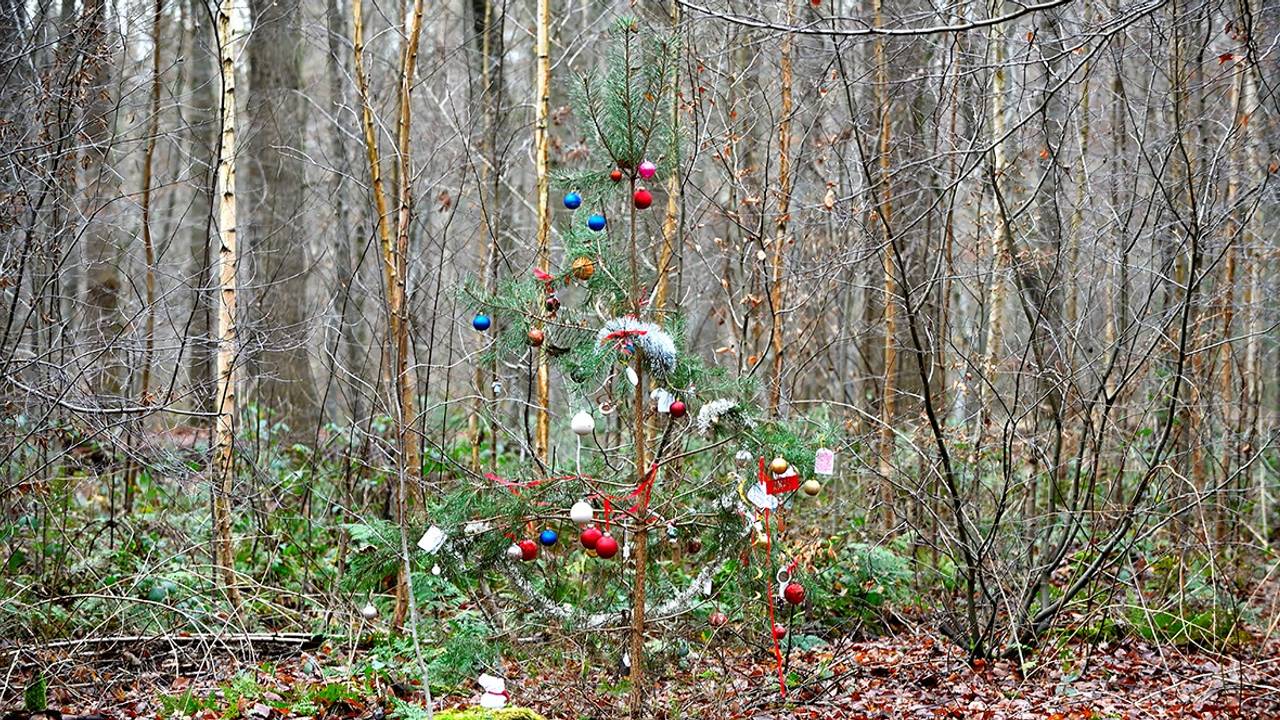 De kerstboom in het bos bij Ulvenhout (Foto: Erald van der Aa).