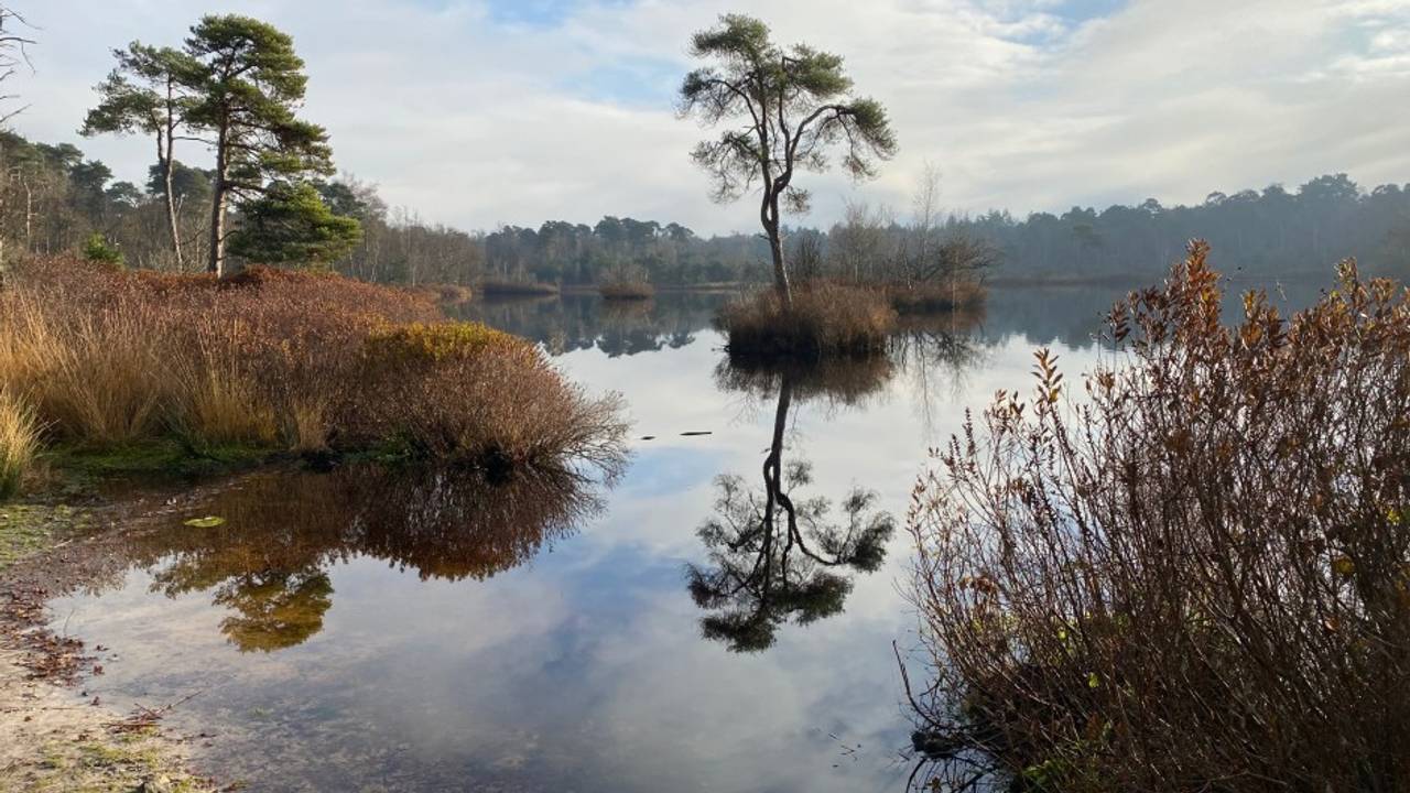 Prachtig ven in de Oisterwijkse bossen, maar de droogte heeft al toegeslagen.