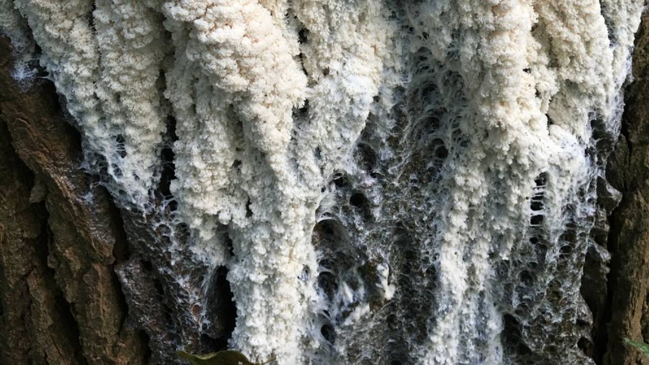 Zwartreuzenkussen van dichtbij (foto: G. Reijersen).