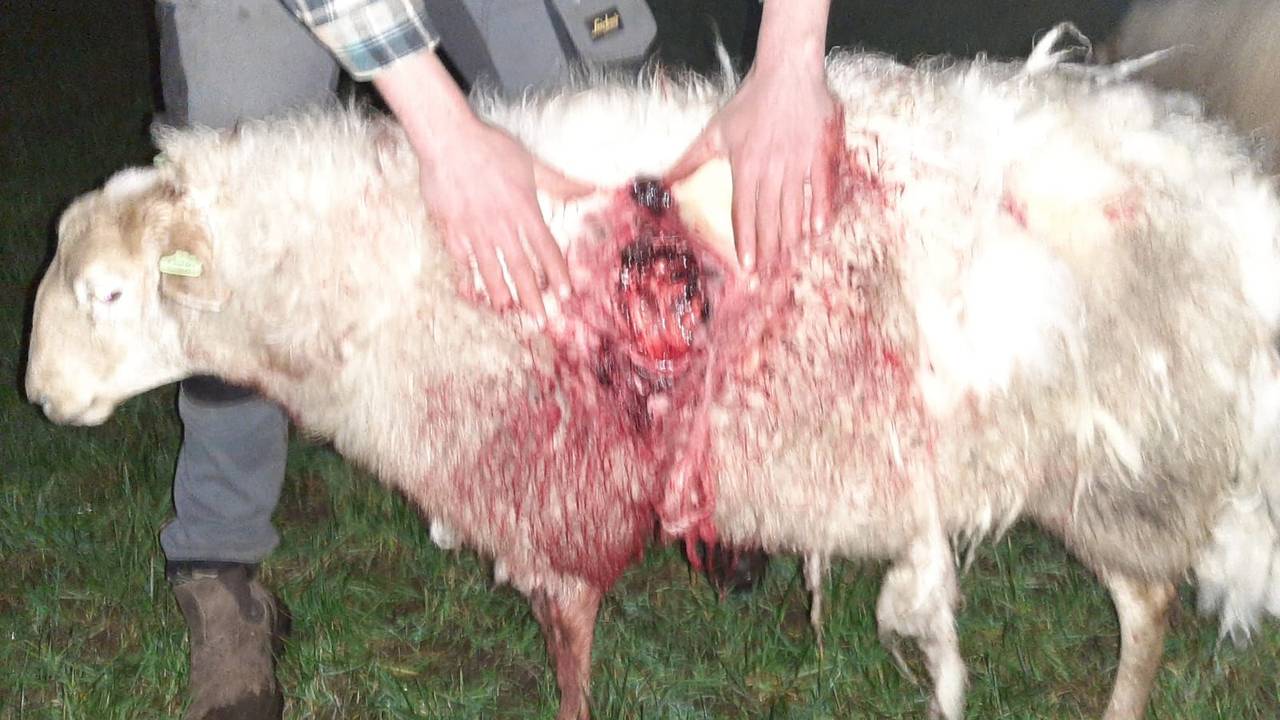 Een gewond schaap, dat is aangevallen door de wolf. (Foto: Stef Frenken)