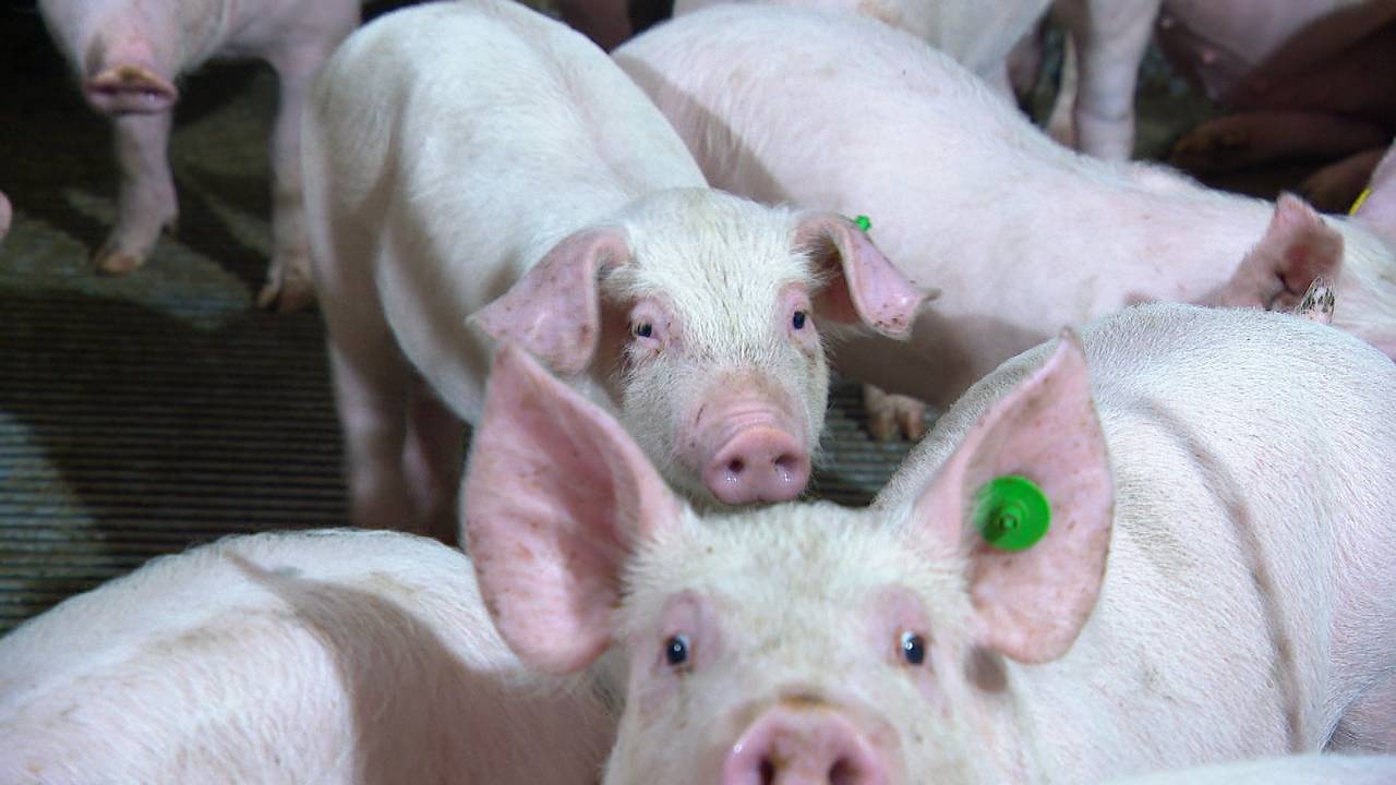 Biggetjes in een stal (archieffoto).