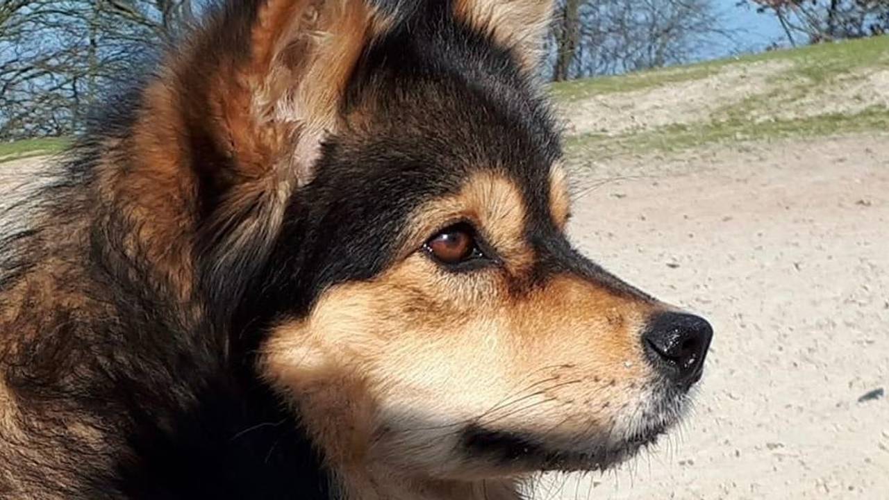 Inmiddels is Runa weer helemaal de oude (foto: privéarchief).