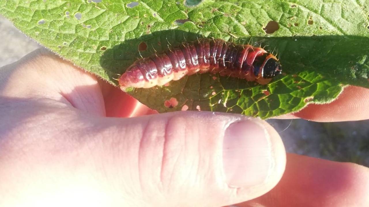 Een wilgenhoutrups (foto: Alex van Maastricht).