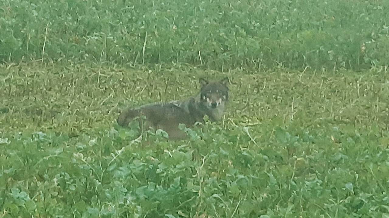 Boer Coen zette de wolf op de foto