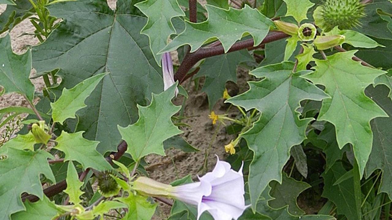 Een doornappel (foto: Corry Schins).