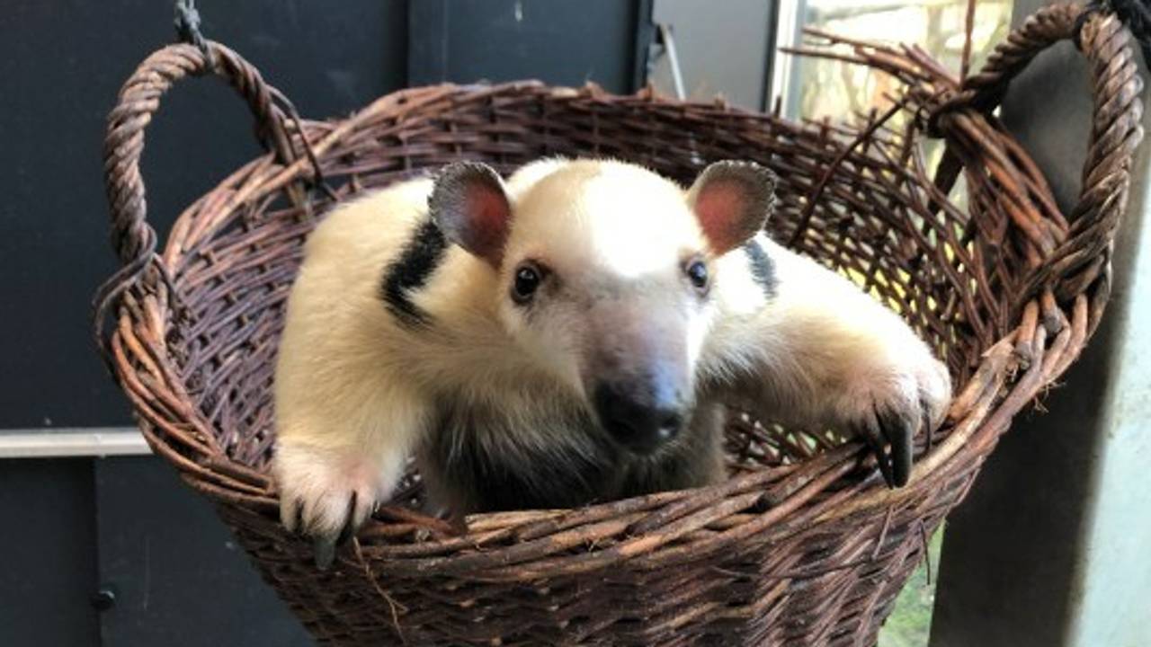 De tamandua, een soort boommiereneter.