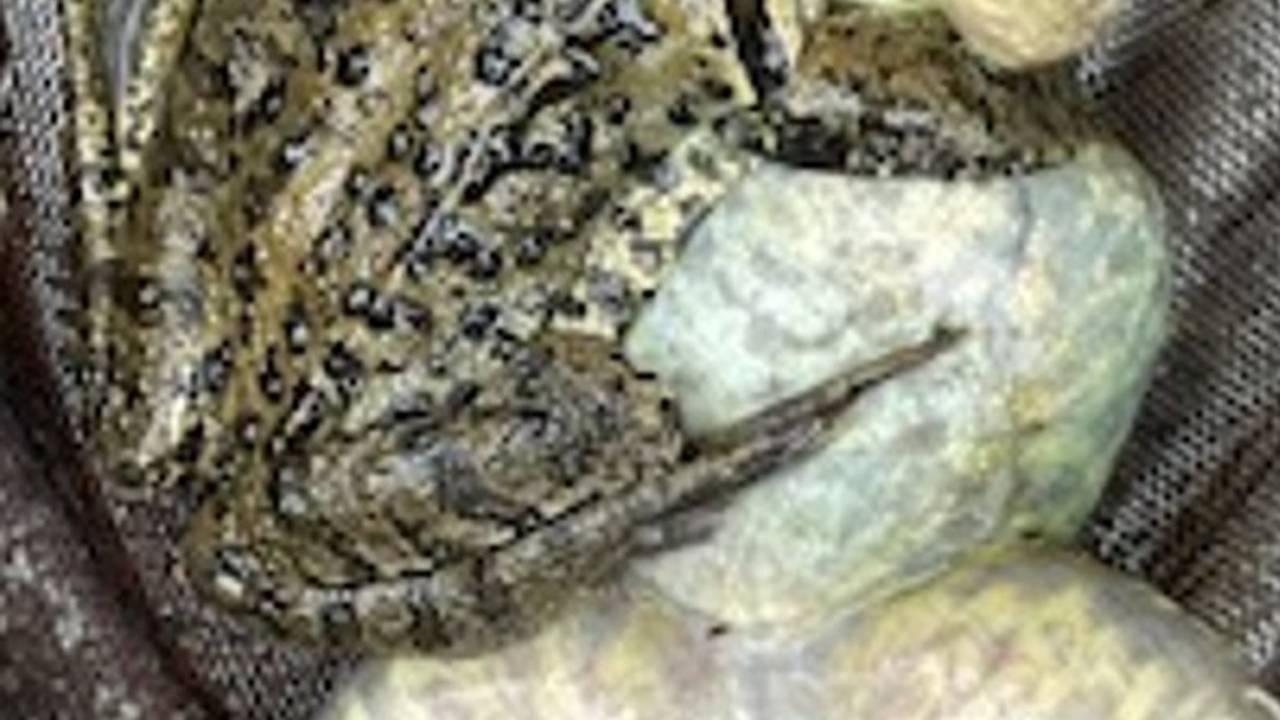 Kikkermannetje op een dood vrouwtje (foto: Gerard Straatman).