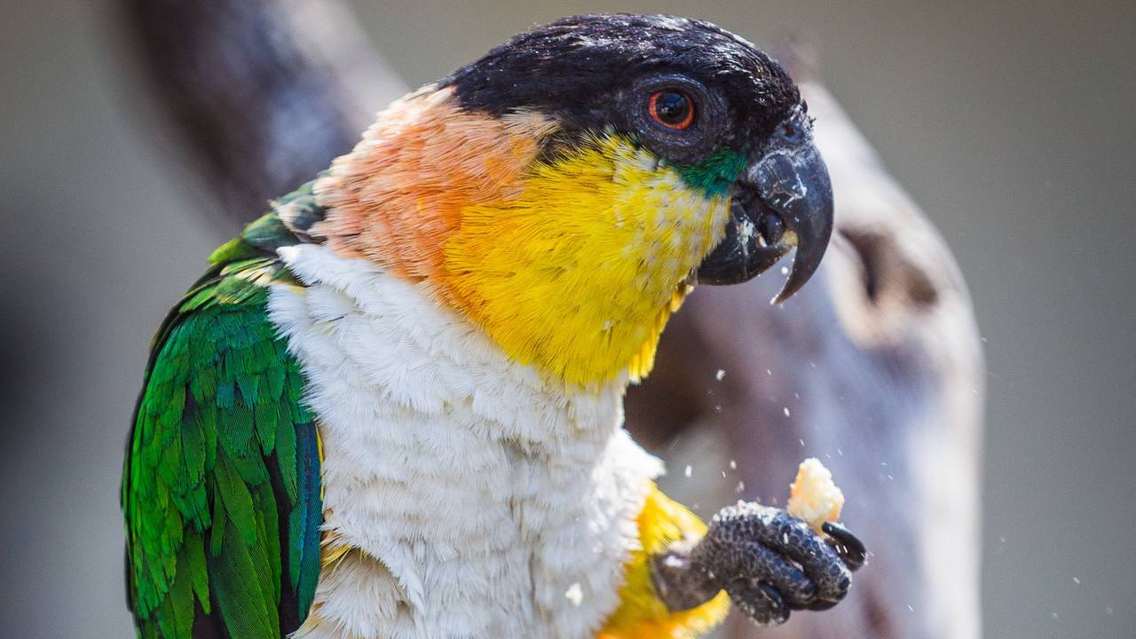 Een Caique in goede gezondheid (Foto: Pexels Jan Antonio)
