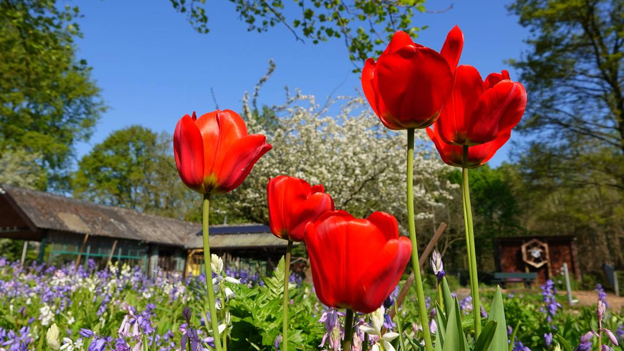 Bloemen in de lentezon (foto: Ben Saanen).