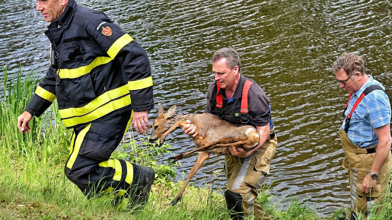 Na een uur werd het dier uit het water gered (foto: Toby de Kort/SQ Vision).