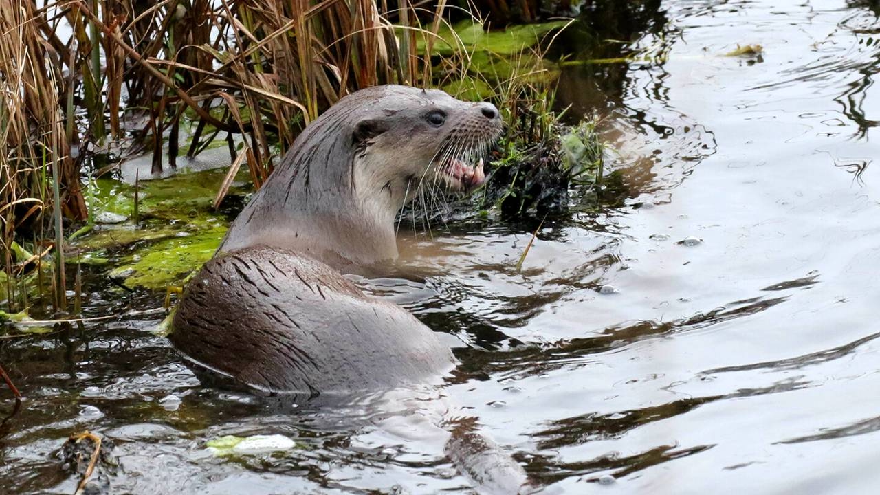 Een otter in de Weerribben (foto: Max van Waas/dagjeindenatuur.nl).