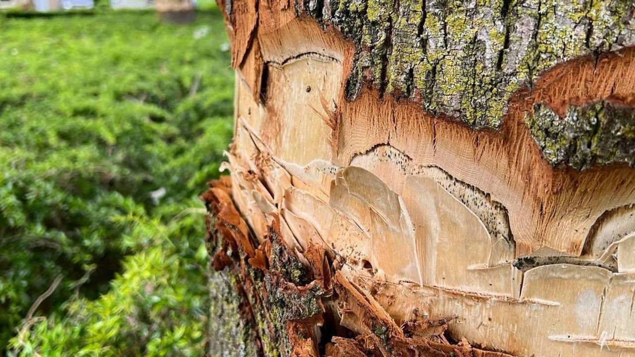 Een van de beschadigde bomen (foto: Gemeente Meierijstad, Instagram).